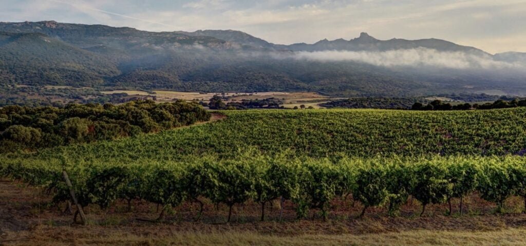 科西嘉桃红葡萄酒生物动力美食